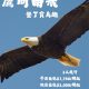 應向南飛