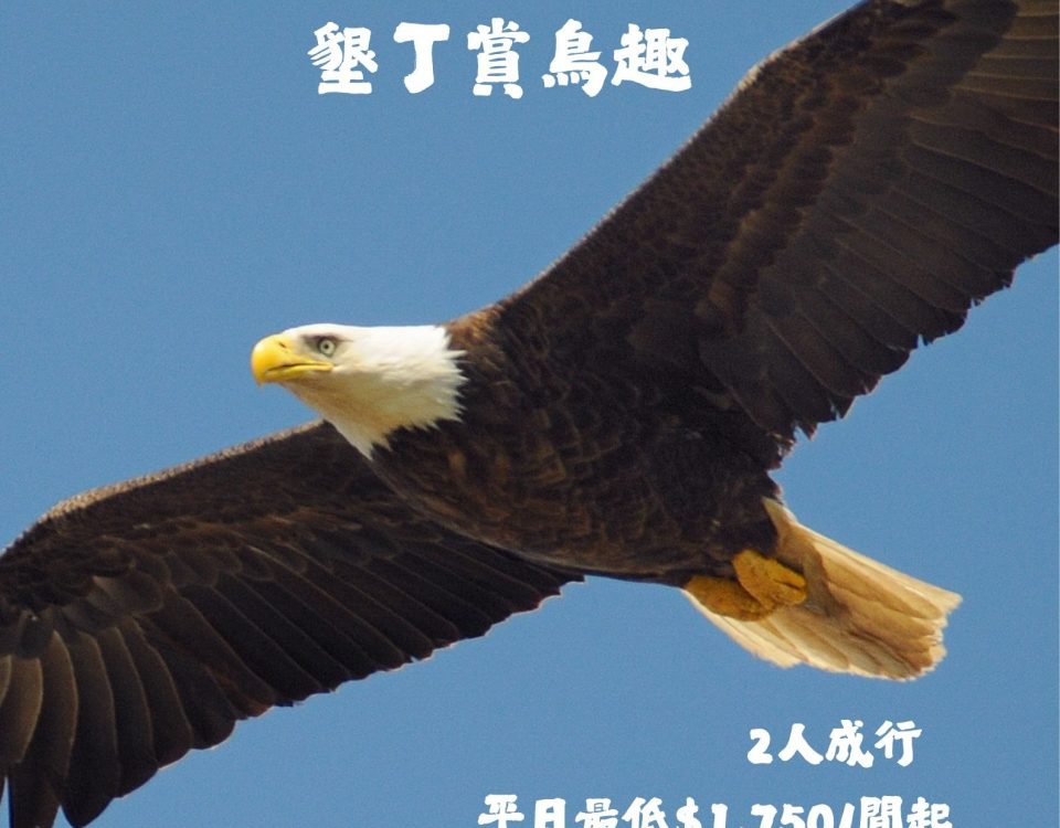 應向南飛